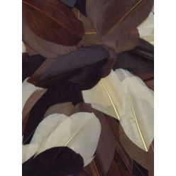 plumes coupees camaieu chocolat 10g 6 cm