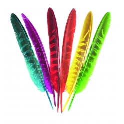 plumes 6 couleurs 18 195 cm x 24 pcs