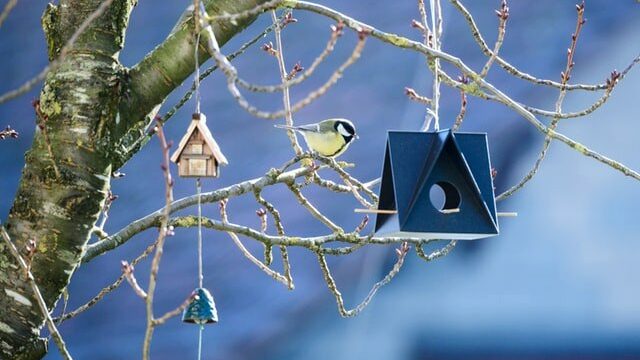 Loisirs créatifs, cabane à oiseaux