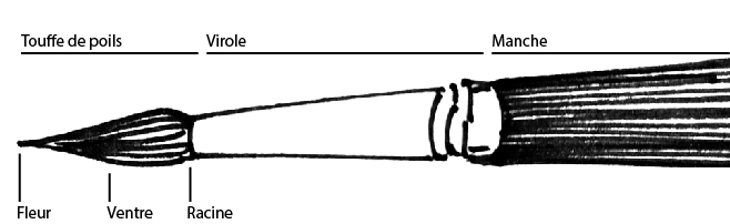 Anatomie du pinceau