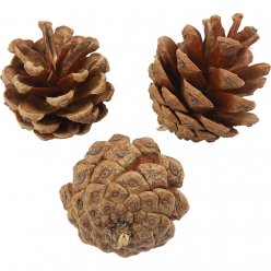 pommes de pin vertable environ 80 pieces