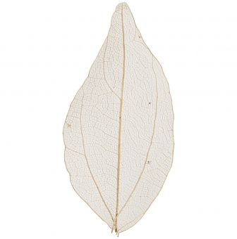 squelettes de feuille