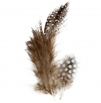 plumes de pintade naturelles 100 pieces