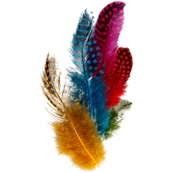 plumes de pintade