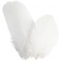 plumes d oies  rond