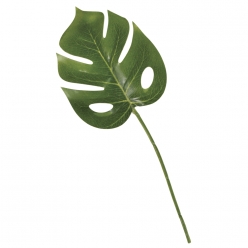 feuille monstera