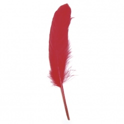 plume d oie