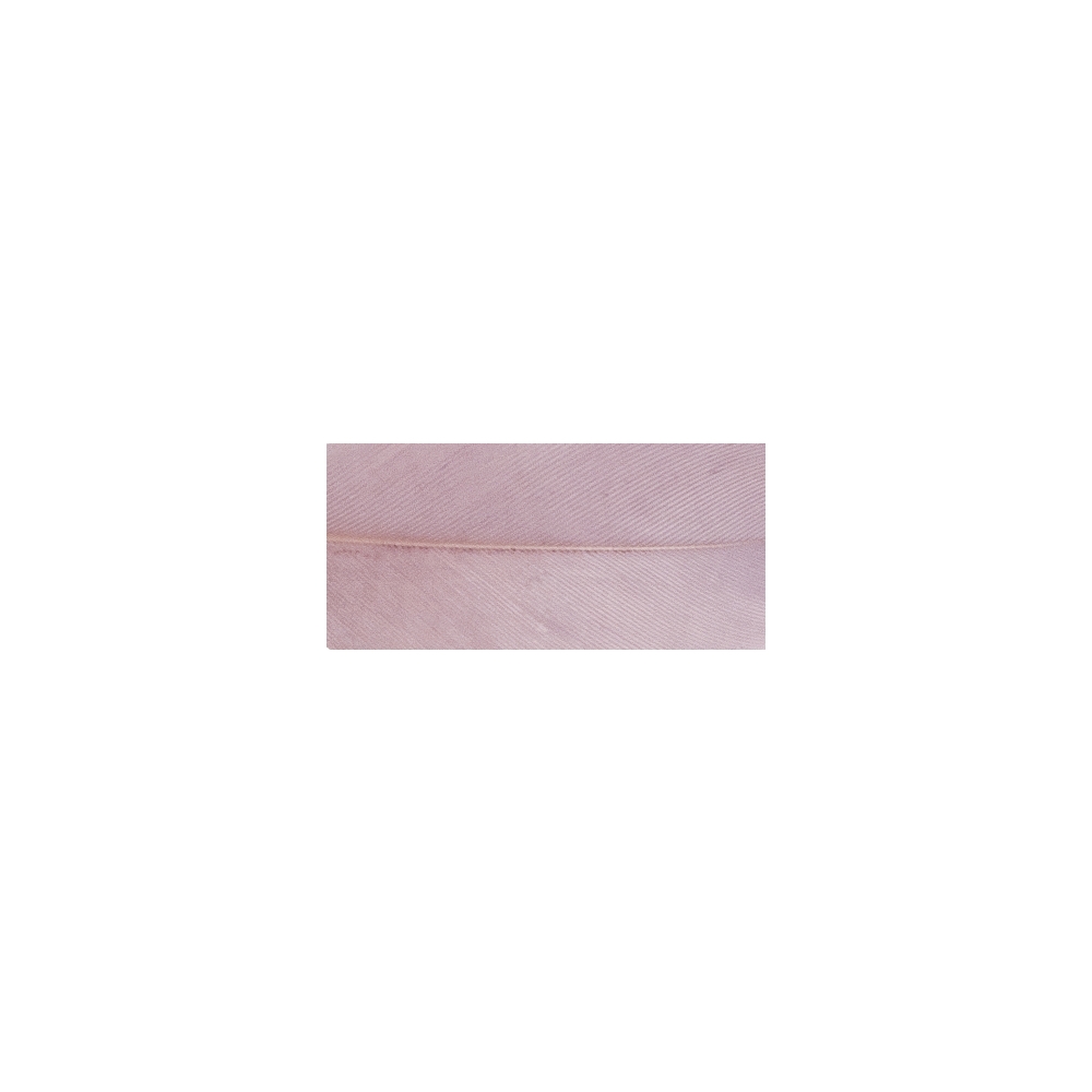 ROSE ANTIQUE