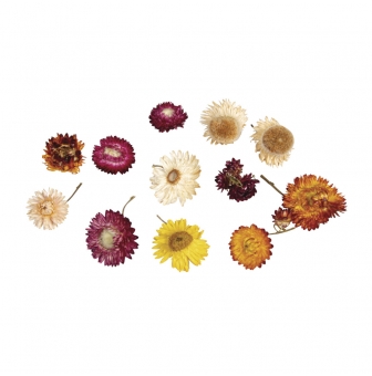 fleurs eternelles