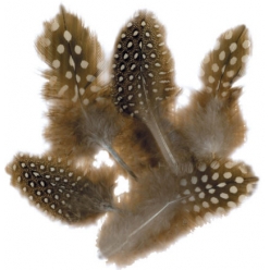 plumes pintades naturelles 8 cm