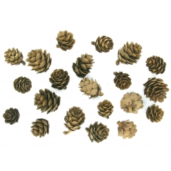 pommes de pin 15 a 3 cm 20 pieces