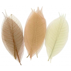 squelettes de feuilles assortiment naturel 8 cm 20 pieces