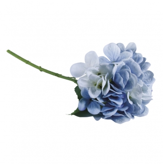 hortensia
