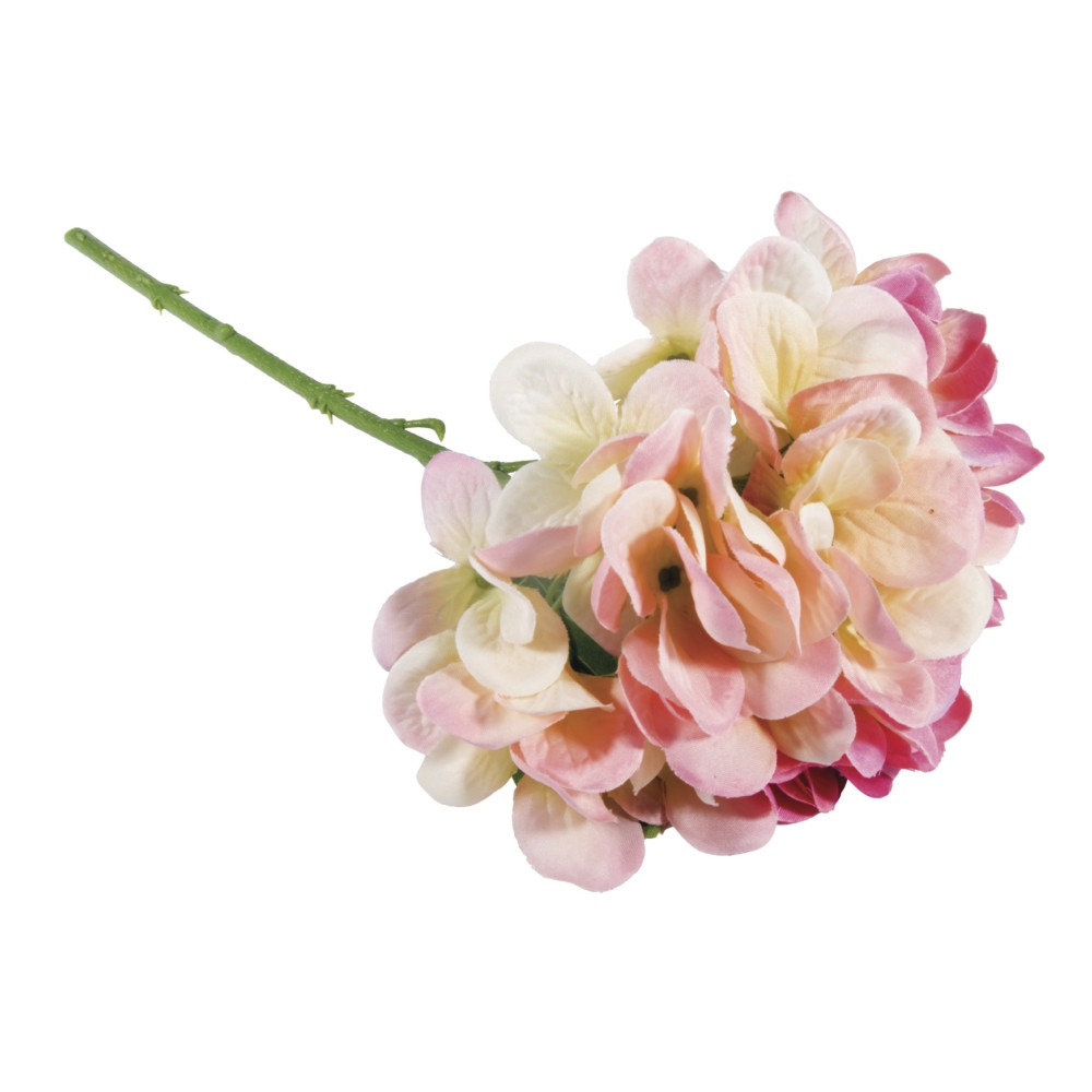 rose oeillet
