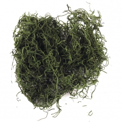 mousse de jungle 20 g