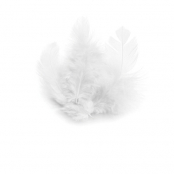 plumes de coq blanche 10cm 3g