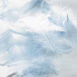 plumes de coq bleu 7 cm 20 pieces