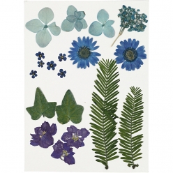 fleurs et feuilles pressees
