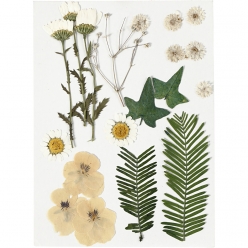 fleurs et feuilles pressees