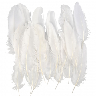 plumes blanches 15 cm 350 pieces