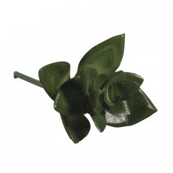 Plante grasse Mini-Succulent Haworthia5x3,5 cm 