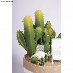 cactus cierge
