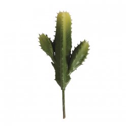 cactus cierge