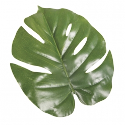 feuille monstera