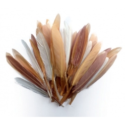 plumes d indien camaieu beige sachet 10g 15 cm