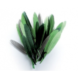plumes d indien camaieu vert sachet 10g 15 cm