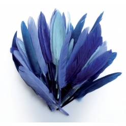 plumes d indien camaieu bleu sachet 10g 15cm