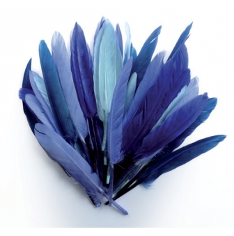 plumes d indien camaieu bleu sachet 10g 15cm