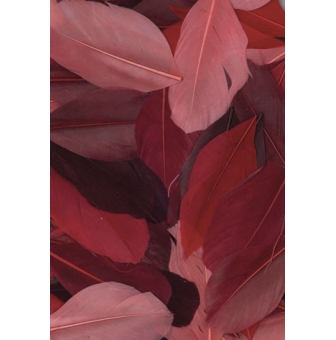 plumes coupees camaieu rouge 10g 6 cm