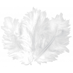plumes blanches 10 cm 50 pieces