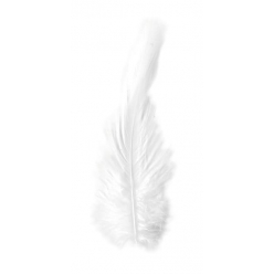 plume de coq 10  15 cm 3 gr