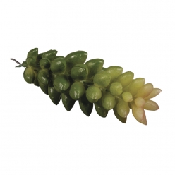 Plante grasse Mini-Succulent Crassula 2,5x6,5 cm 