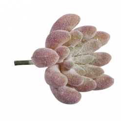 plante grasse mini succulent echeveria velours