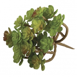 plante grasse succulent sedum95x8 cm