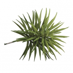 plante grasse succulent senecio