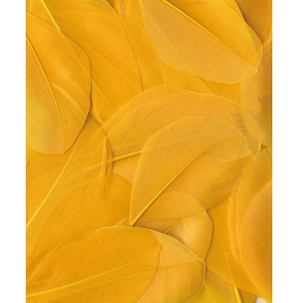 plumes lissees jaune 3g lg 6 cm env