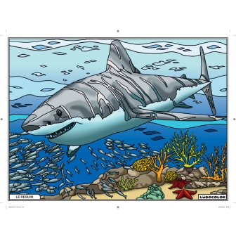 tableau velours a colorier le requin