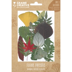 fleurs pressees forest colore 15 pieces